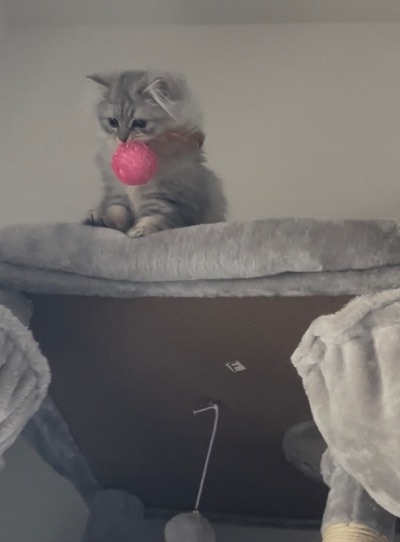 クラブ エスケープ あすか 🐈1