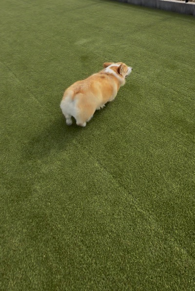 クラブ エスケープ ふうか 走る食パン1