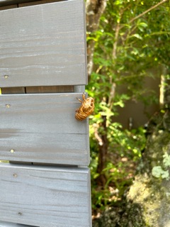 クラブ エスケープ はな 🌳1