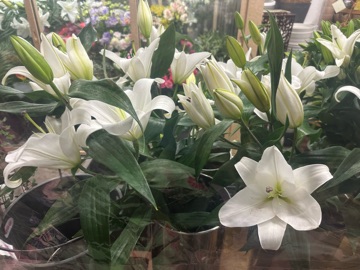 クラブ エスケープ はる カサブランカとユリ1