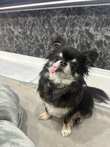 クラブ エスケープ まりあ 愛犬1