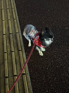 クラブ エスケープ まりあ 愛犬1