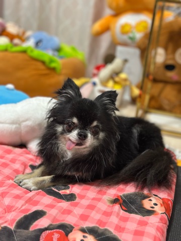 クラブ エスケープ まりあ わんこ1