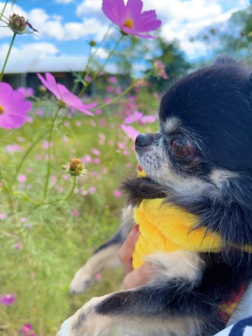 クラブ エスケープ まりあ 愛犬1