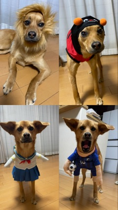 クラブ エスケープ ナホ 仮装チコちゃん🐕🎃1