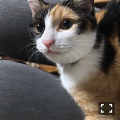 クラブ レオ にいな ウチの子可愛い🐱💗1