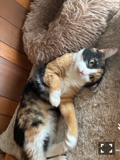 クラブ レオ にいな 今日から出勤✌🏻1