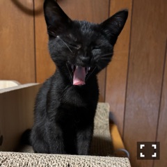 クラブ レオ にいな おやすみ😴1