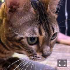 クラブ レオ にいな イッヌとネッコがいるBAR1