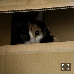 クラブ レオ にいな やられたああ1