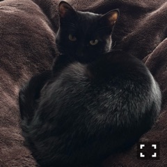 クラブ レオ にいな イケメンにゃんこ1