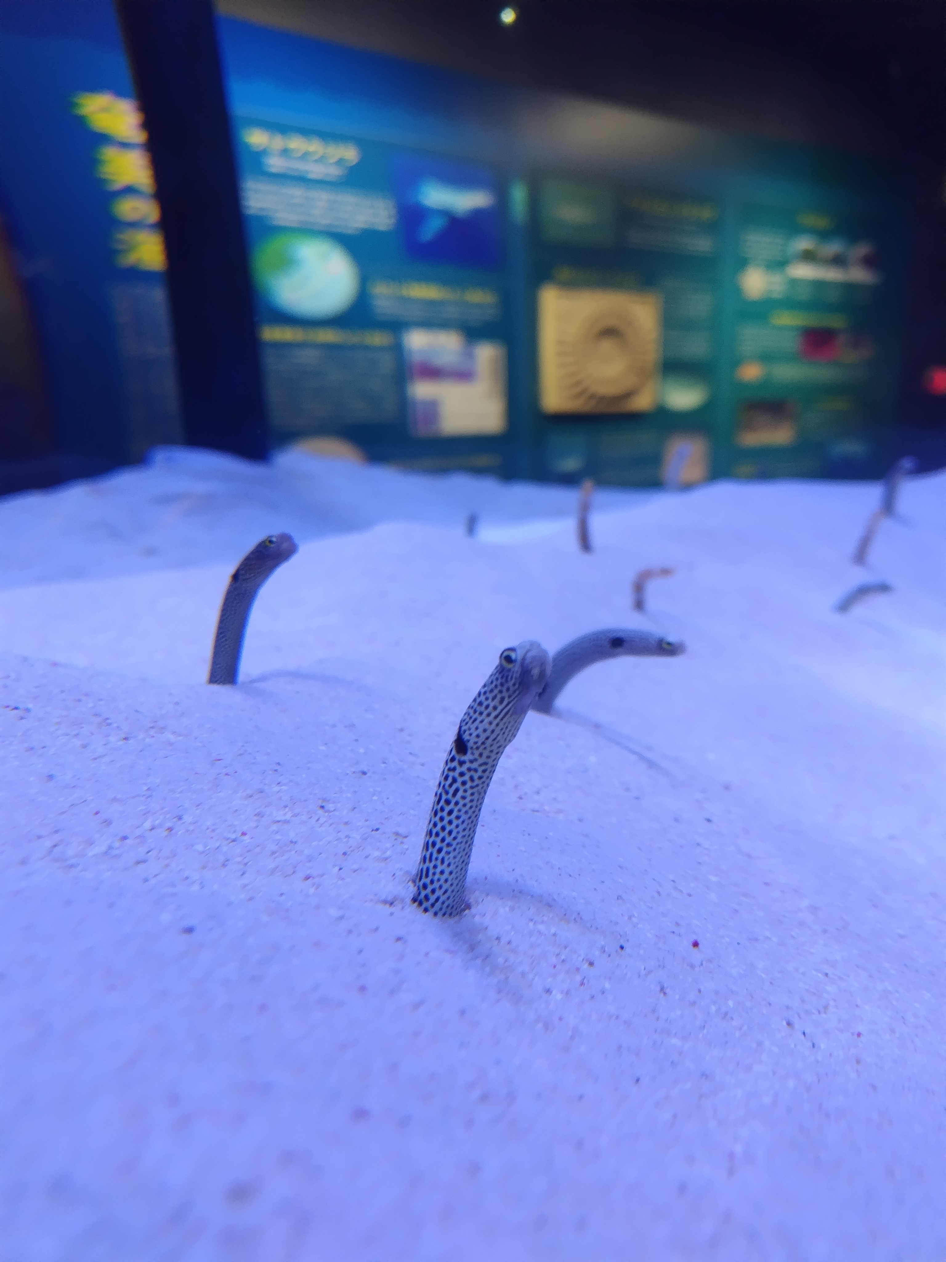 クラブ エスケープ れいか 写真♪1