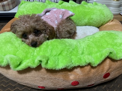 クラブ エスケープ 玲奈 ホットドッグ🌭🐩1