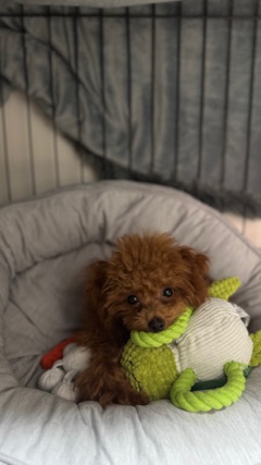 クラブ エスケープ りな 友達のわんちゃん🐶1