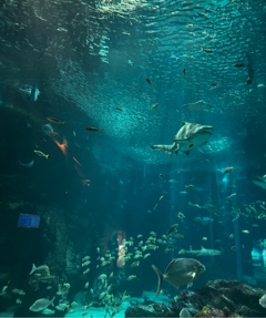 クラブ エスケープ りさ 🦭🐬1