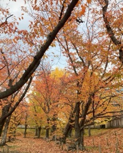 クラブ ライズ もえか 🍂1