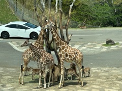 クラブ レオ ひなた 5月1日 🐣1