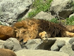 クラブ レオ ひなた 5月2日 🐣1