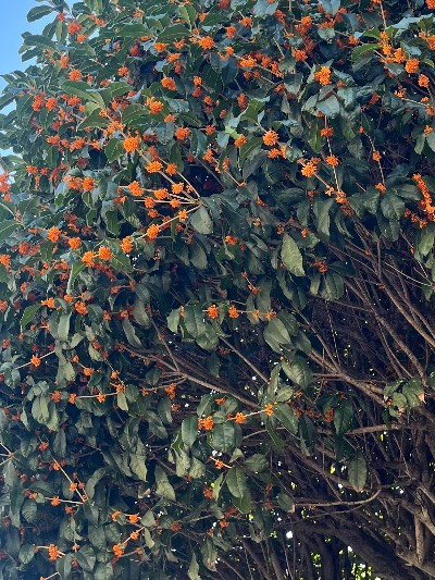 クラブ レオ めぐ いい匂い🌇✨1