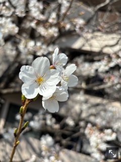 クラブ レオ すみれ 桜🌸1