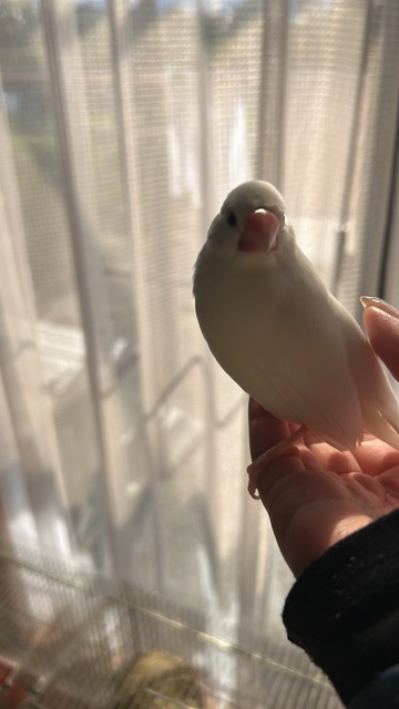 クラブ レオ 夢愛 ペットちゃん紹介🕊️1