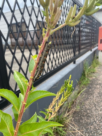 クラブ レオ ゆん にじゅうさん1