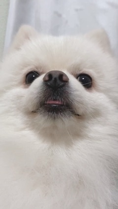 クラブ レオ ゆり華 べろ1