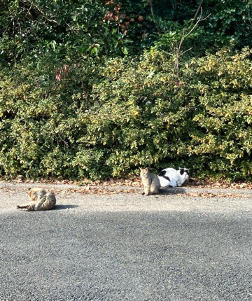 くらぶ 怜 花純 こんばんニャンコ🐈猫好きです😸💖1