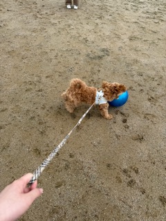 くらぶ 怜 みあ いぬ1