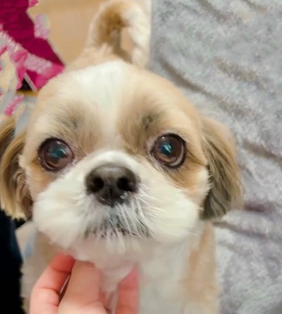 くらぶ 怜 りりか ワンコ🐶1