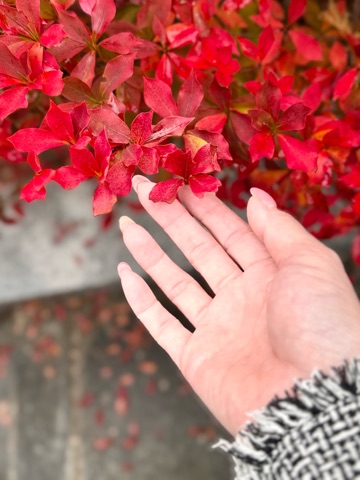 クラブ ロイヤル 咲 🎨1