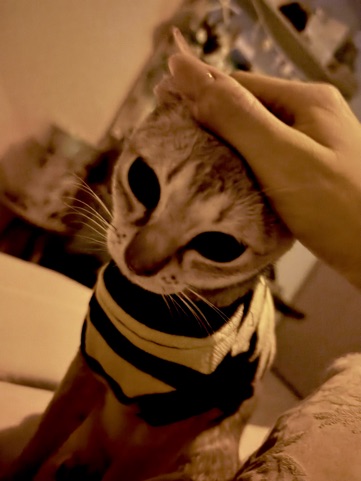 クラブ ロイヤル 咲 😪1