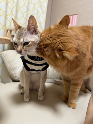 クラブ ロイヤル 咲 👌🏻1