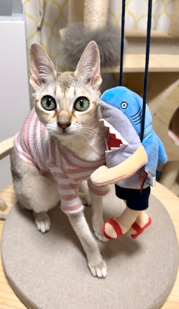 クラブ ロイヤル 咲 🦈1