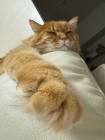 クラブ ロイヤル 咲 😑1