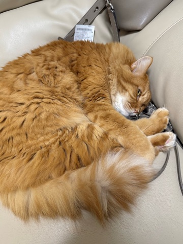 クラブ ロイヤル 咲 😌1