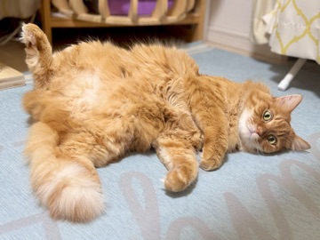 クラブ ロイヤル 咲 😀1