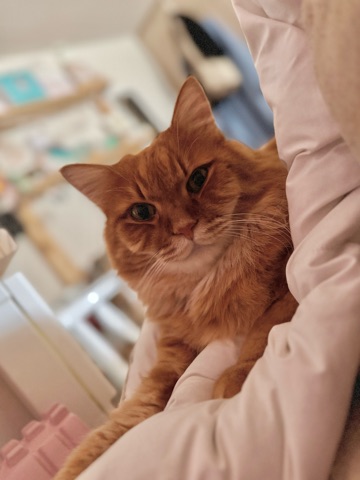 クラブ ロイヤル 咲 😪1