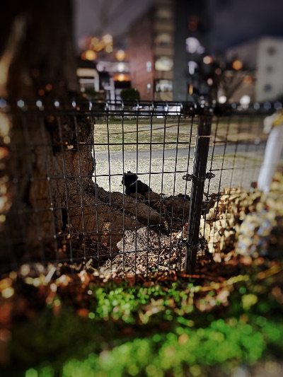 クラブ ロイヤル 咲 🐈⬛1