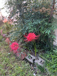 ラウンジリオ中洲 れんか 秋🍁1