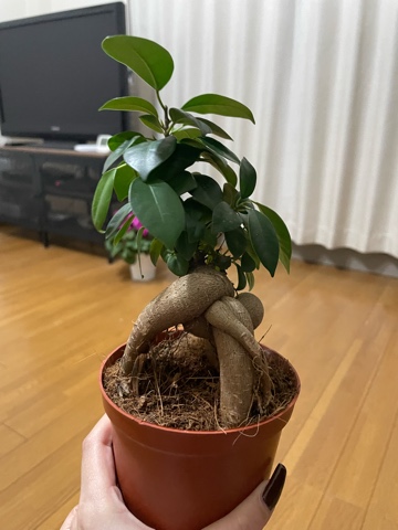 ラウンジリオ中洲 りの NEWガジュマル1