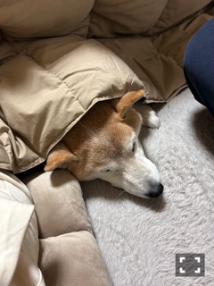 ラウンジリオ中洲 さやか 実家わんこ1