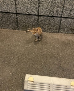 ラウンジリオ中洲 せいら 🐈🐈🐈1