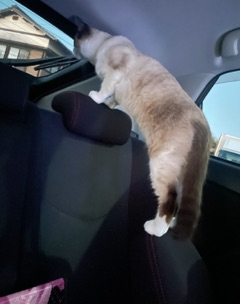 ラウンジリオ中洲 せいら おはよう☀️1