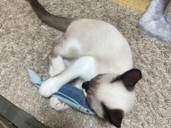 ラウンジリオ中洲 せいら 21時~1