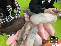 ラウンジリオ中洲 すず 豚カフェ🐷1
