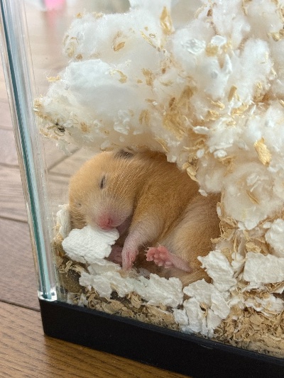 ラウンジリオ博多 あいる 🐹1