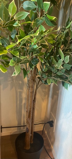 ラウンジリオ博多 かずは 植物1