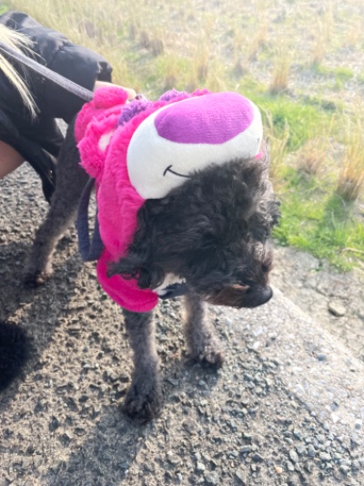 ラウンジリオ博多 りの いぬ散歩🐶1