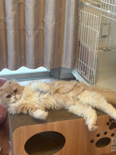 ラウンジリオ香椎 せいな 🐰1